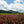 Load image into Gallery viewer, Tokunoshima Sencha - Sun Rouge (Loose tea)