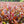 Load image into Gallery viewer, Tokunoshima Sencha - Sun Rouge (Loose tea)